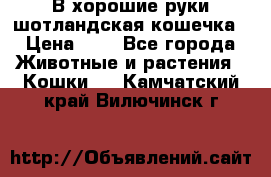 В хорошие руки шотландская кошечка › Цена ­ 7 - Все города Животные и растения » Кошки   . Камчатский край,Вилючинск г.